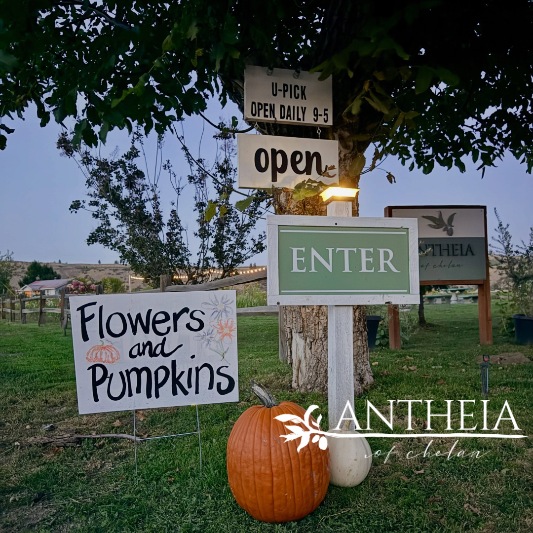 U-Pick Pumpkins and Flowers at Antheia of Chelan